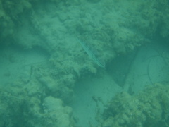 Helotes octolineatus