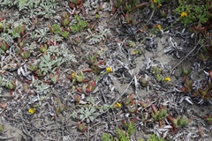 Amsinckia spectabilis