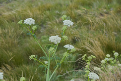 Conium fontanum