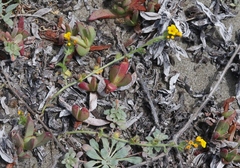 Amsinckia spectabilis