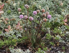 Armeria maritima californica