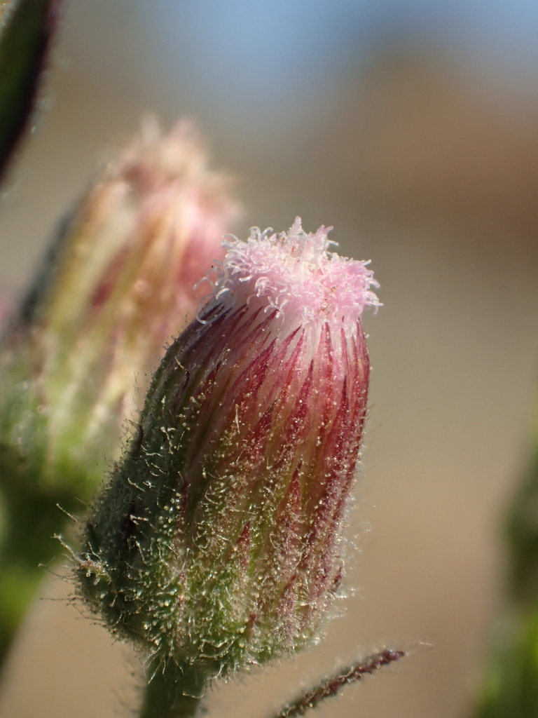 Pseudoconyza viscosa (Pseudoconyza viscosa)
