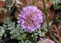 Armeria maritima californica