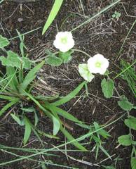 Convolvulus sagittatus