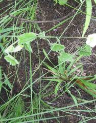 Convolvulus sagittatus