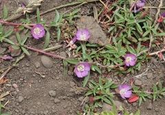 Clarkia prostrata