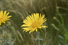 Berkheya macrocephala