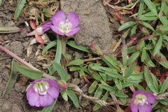 Clarkia prostrata