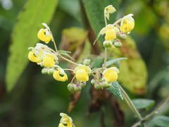Calceolariaceae