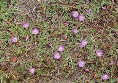 Clarkia prostrata