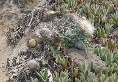 Cirsium occidentale compactum