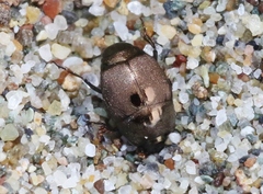 Hypocaccus bigemmeus