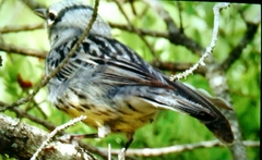 Setophaga kirtlandii