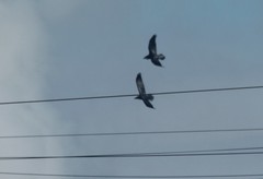 Corvus corax kamtschaticus