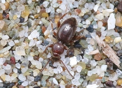 Apocrypha anthicoides