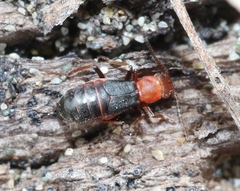 Endeodes basalis