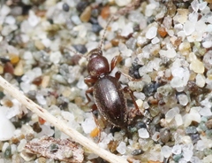 Apocrypha anthicoides