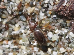 Apocrypha anthicoides