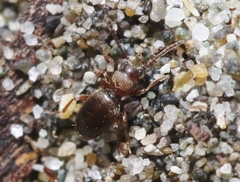 Apocrypha anthicoides