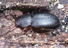 Epantius obscurus