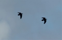 Corvus corax kamtschaticus