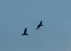 Corvus corax kamtschaticus