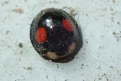 Coelophora biplagiata
