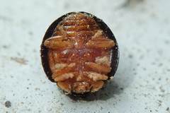 Coelophora biplagiata