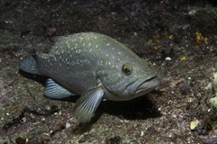 Mycteroperca acutirostris