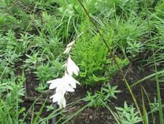 Dierama argyreum