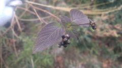 Lantana