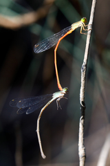 Ceriagrion aeruginosum