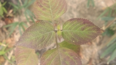 Lantana