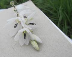 Dierama argyreum