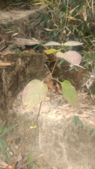 Lantana
