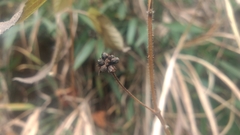 Lantana