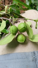 Salacia