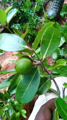 Salacia