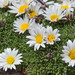 Mountain Gerbera - Photo (c) Brendan Cole, some rights reserved (CC BY-NC-ND), uploaded by Brendan Cole