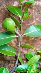 Salacia