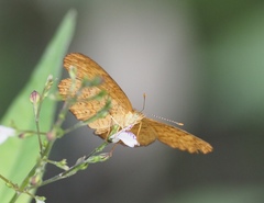Mazia amazonica