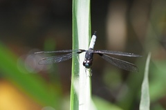 Erythrodiplax unimaculata