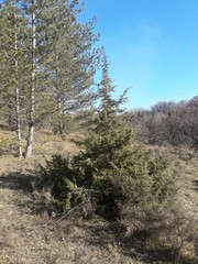 Juniperus communis communis