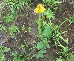 Berkheya umbellata