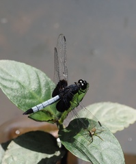 Erythrodiplax unimaculata