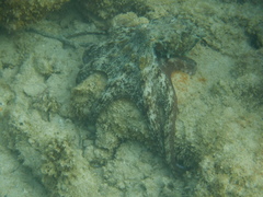 Octopus djinda