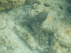 Octopus djinda