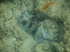Octopus djinda