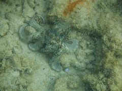 Octopus djinda