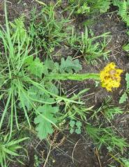 Berkheya umbellata